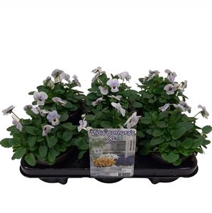 Afbeelding van Viola P12 Klbl XXL Marina